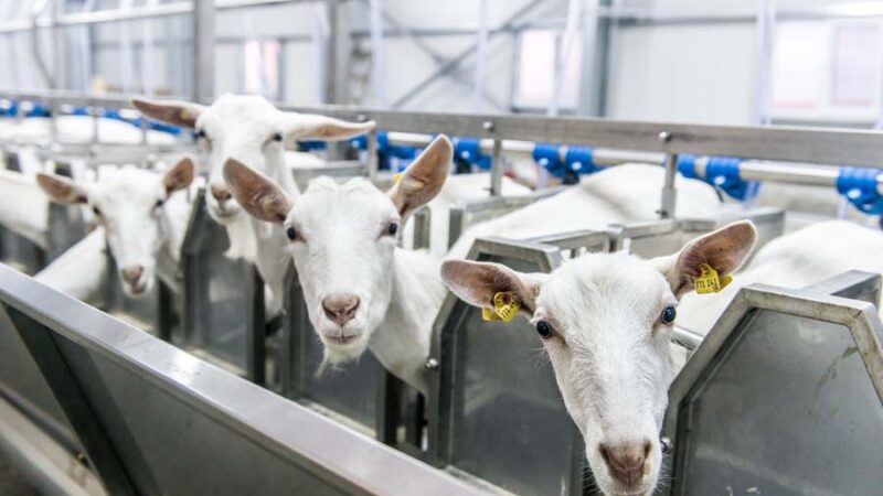Козоводство: производство полезных молочных продуктов